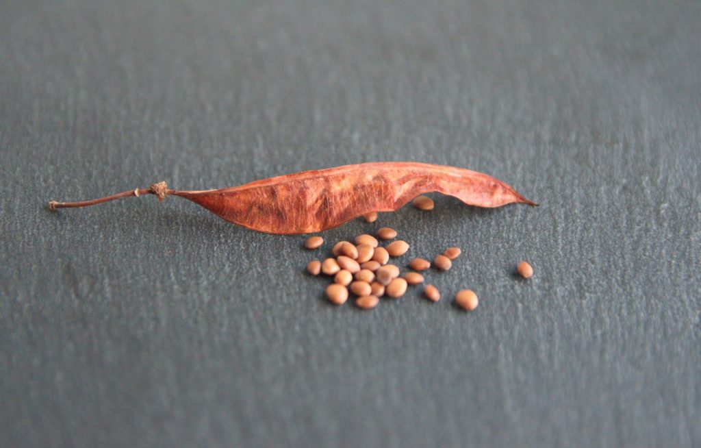 an empty brown seed pod from a cercis siliquastrum tree with the small brown seeds lying on a grey surface