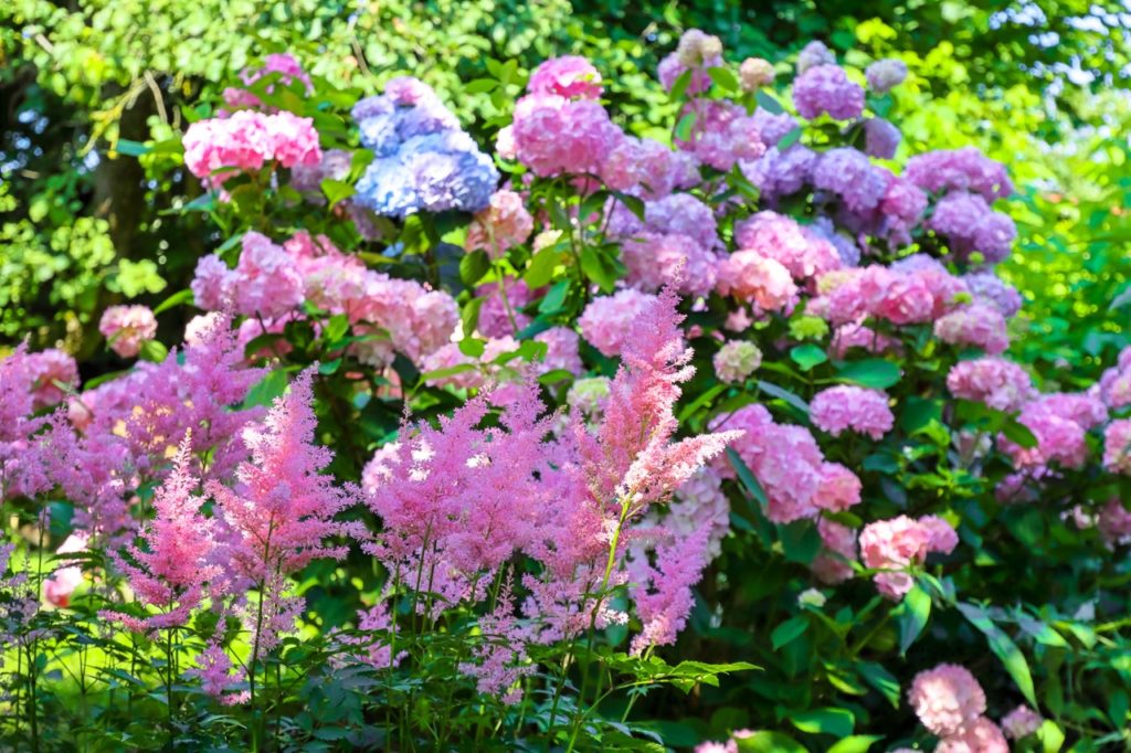 blue and pink hydrangeas growing behind pink flowering astilbe plants