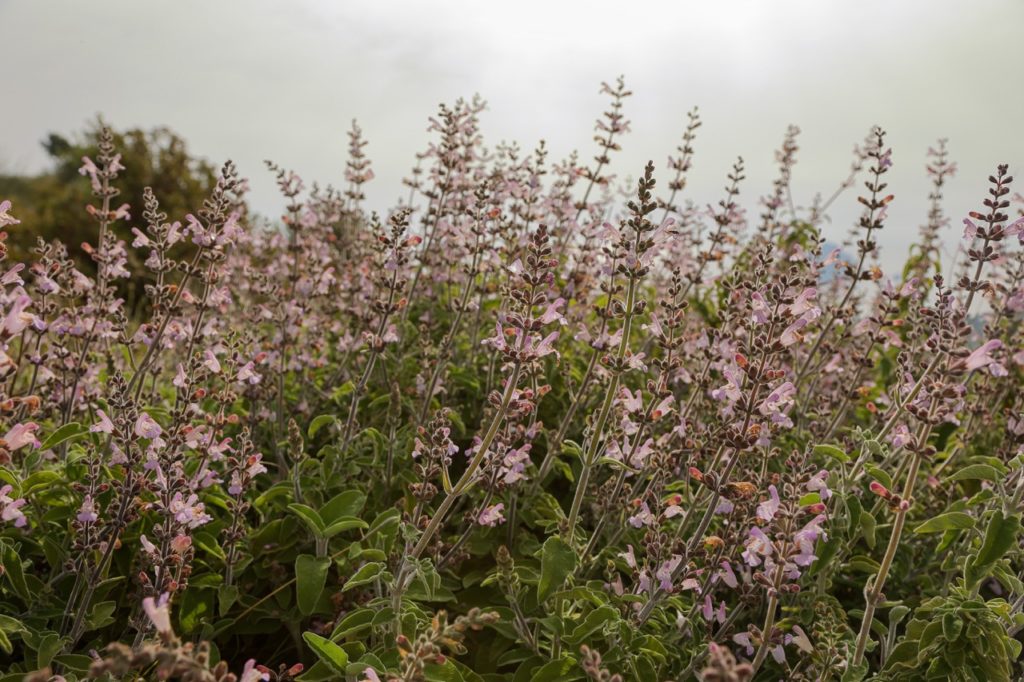 pink flowering salvia plant with tall stems growing in a field outside on a cloudy day