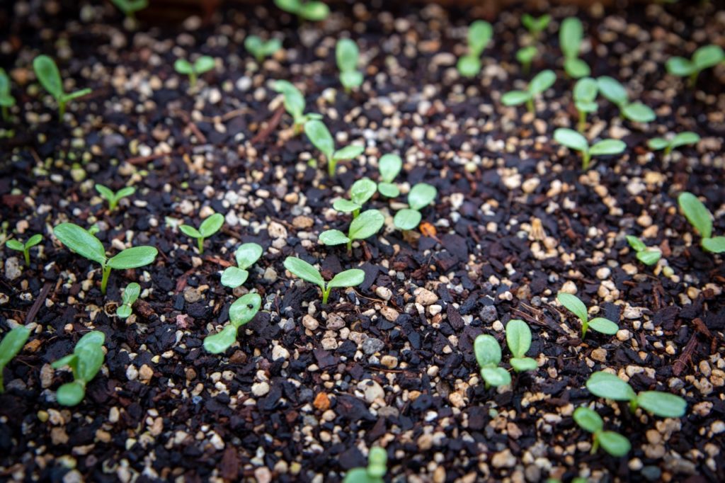 scabiosa seedlings with tiny green sprouts growing from mulched moist ground
