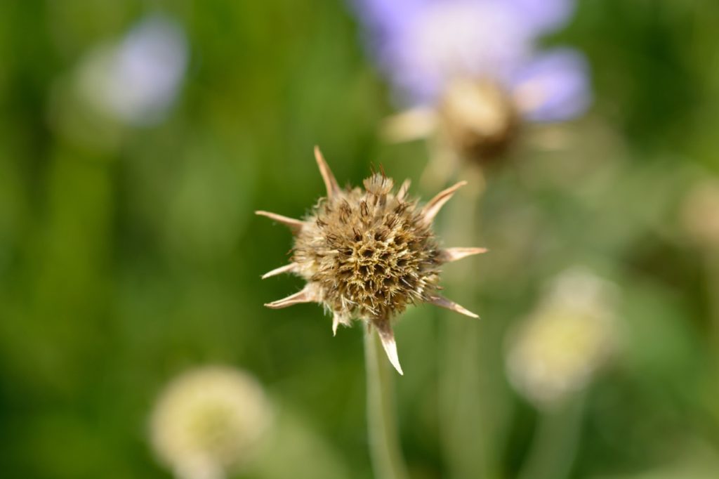 a pincushion flower head that has gone to seed