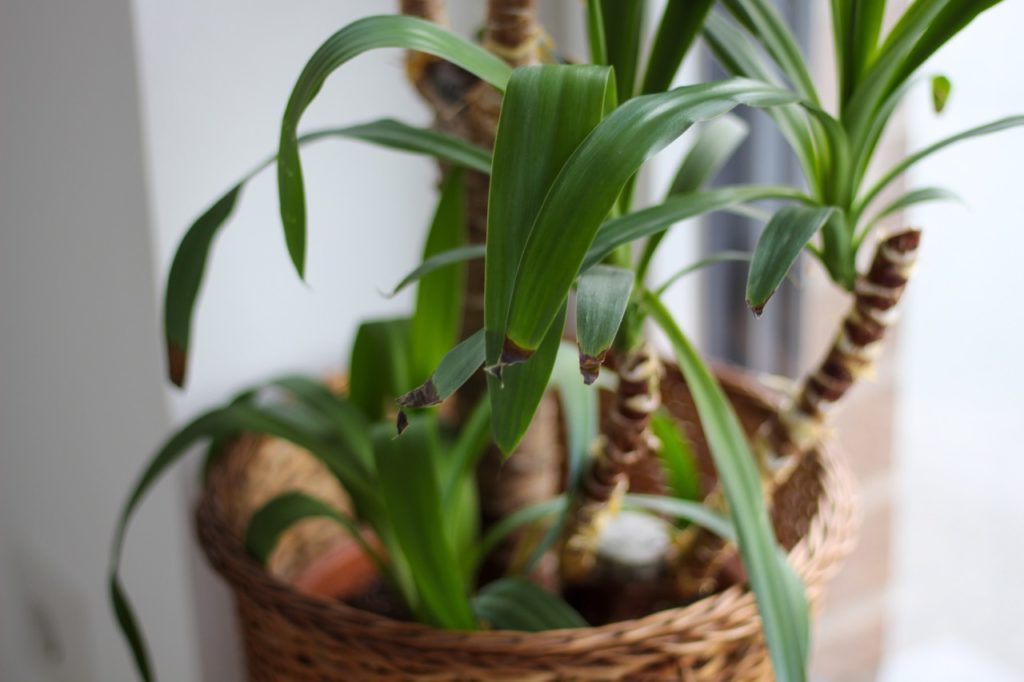 drooping leaves from a yucca plant growing in a wicker container