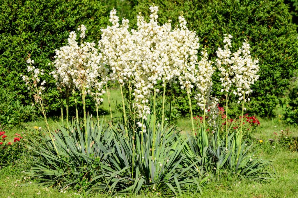yucca plants with tall stems bearing clusters of white flowers and conifers in the background