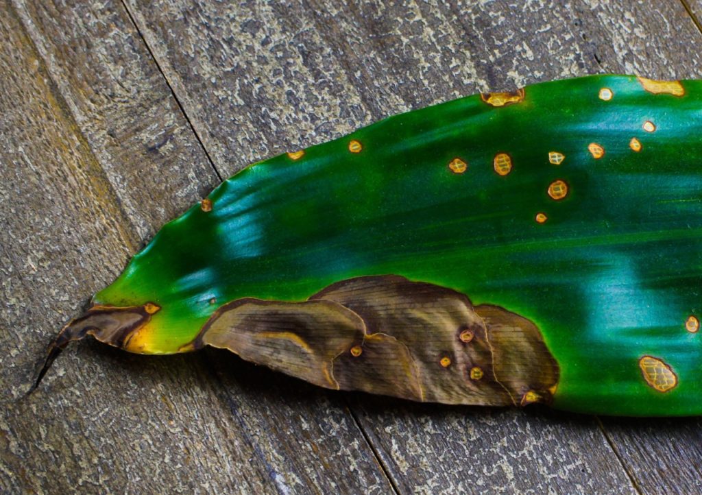 close-up of yellow and brown spots and patches on the surface of a yucca leaf resting on a wooden table