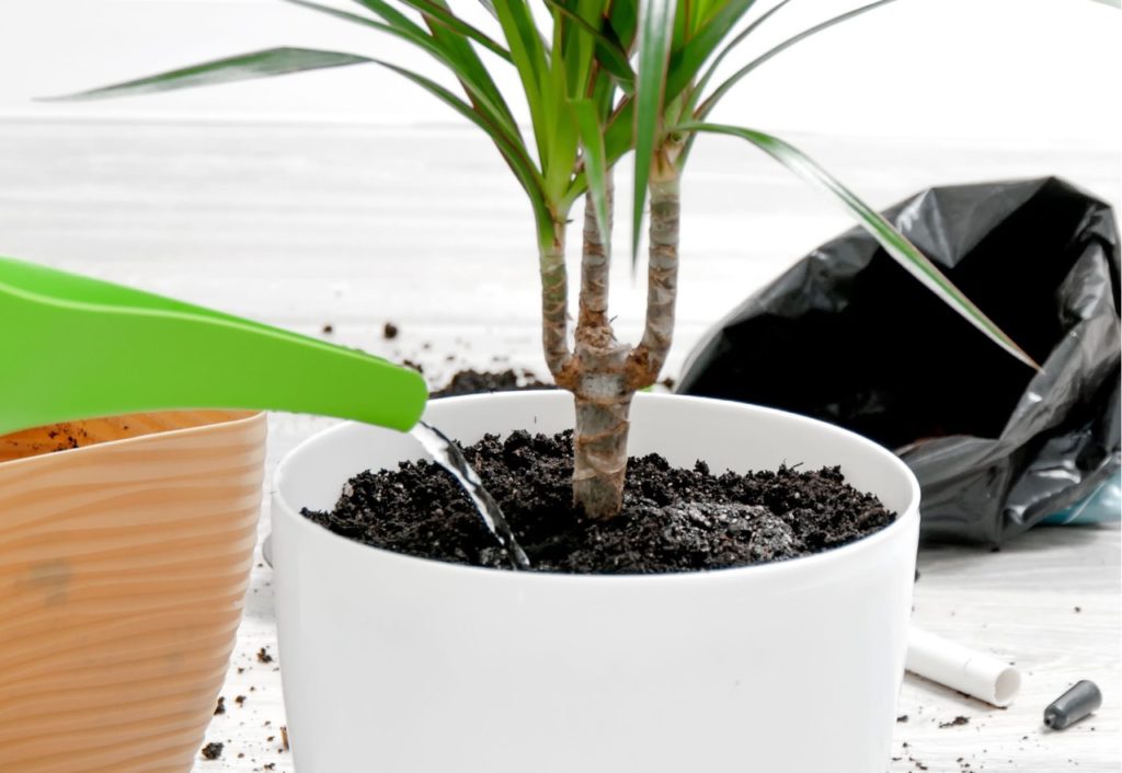 a green watering can being used to water a potted yucca plant at its base