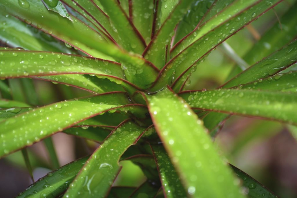 cordyline with green leaves that are edged in red and covered in raindrops 