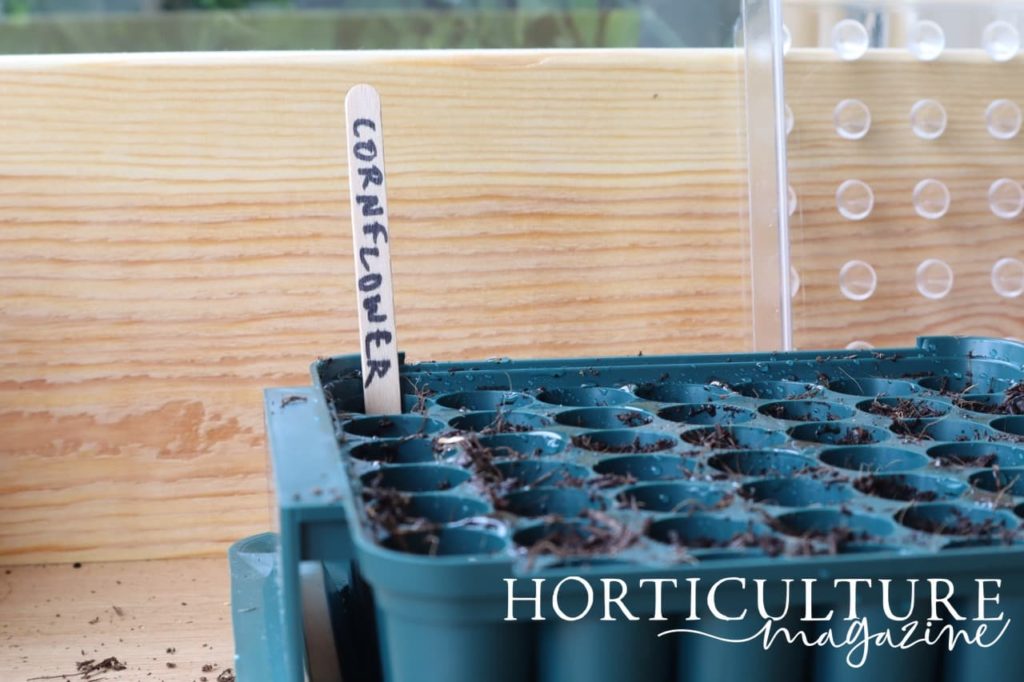 a propagation tray with pods labelled 'Cornflower'