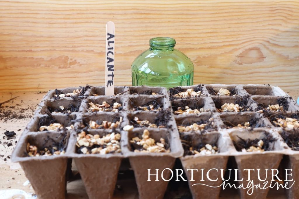 compostable seed trays filled with compost and labelled 'Alicante' with a handwritten lollystick