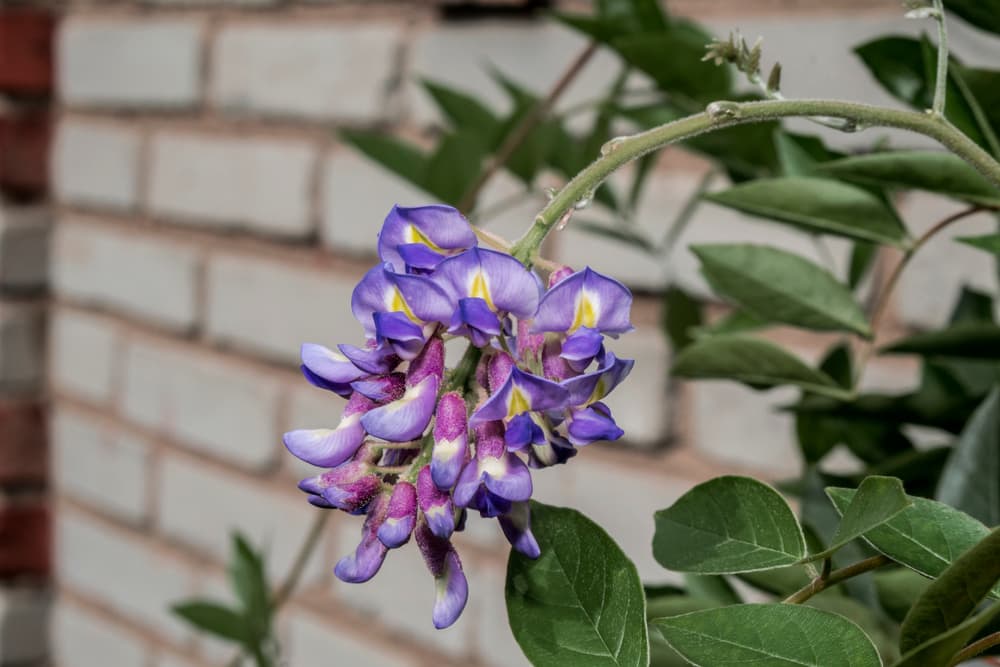 purple and yellow flowers of Kentucky Wisteria shown against a white wall