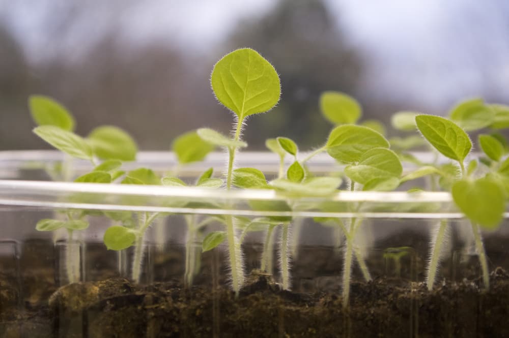 many physalis seedlings shown in a transparent tray