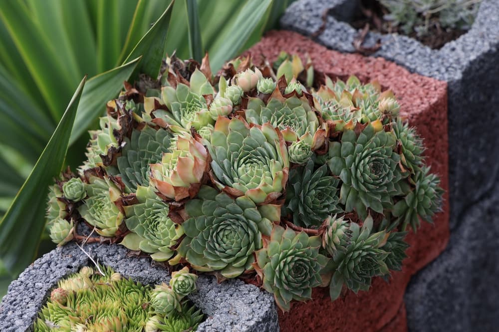 Sempervivum charadzeae growing out of a stone wall