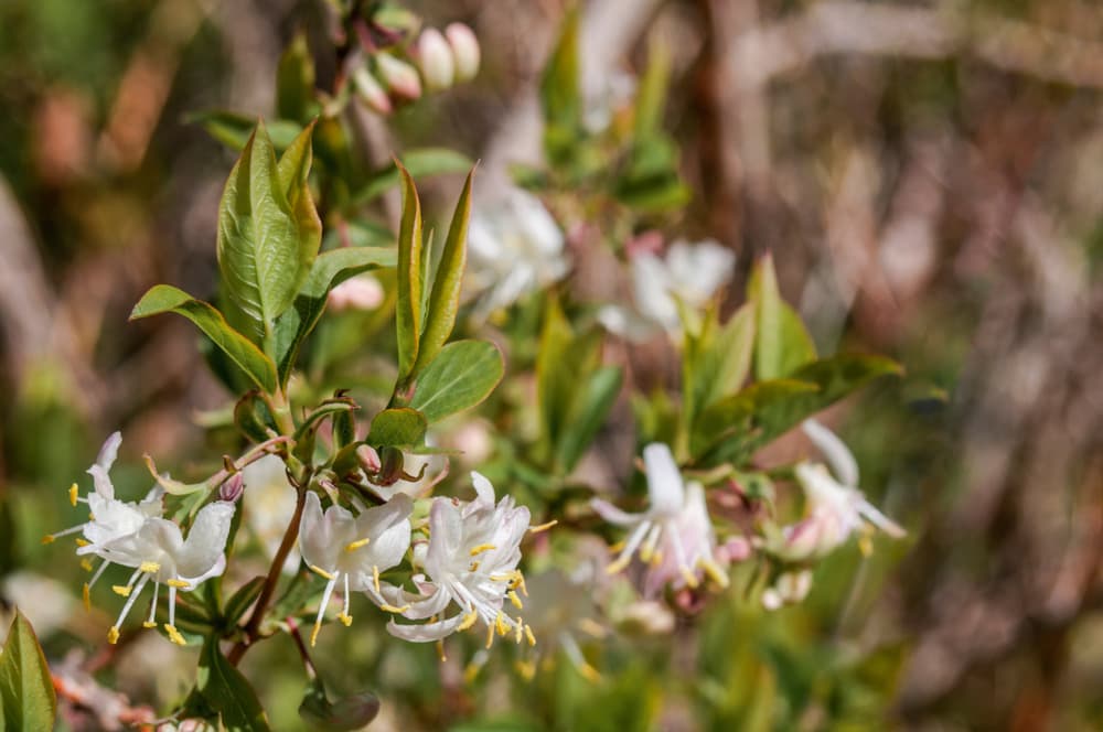 L. fragrantissima with white flowers and yellow stamen