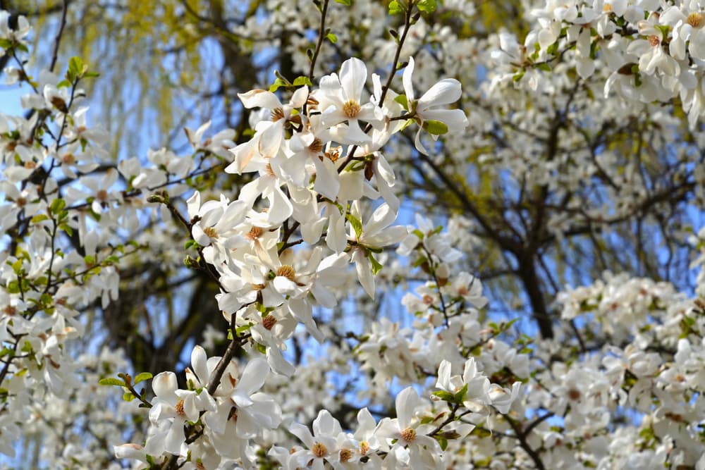 magnolia kobus tree with many white flowers