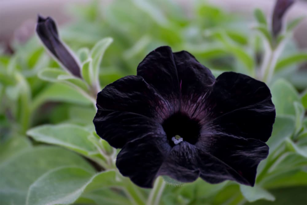 large flower of Petunia 'Black Satin'