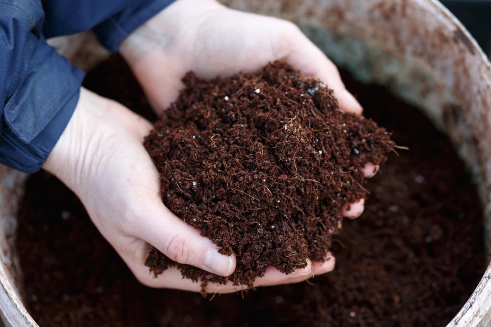 hand holding a coconut coir and compost mix