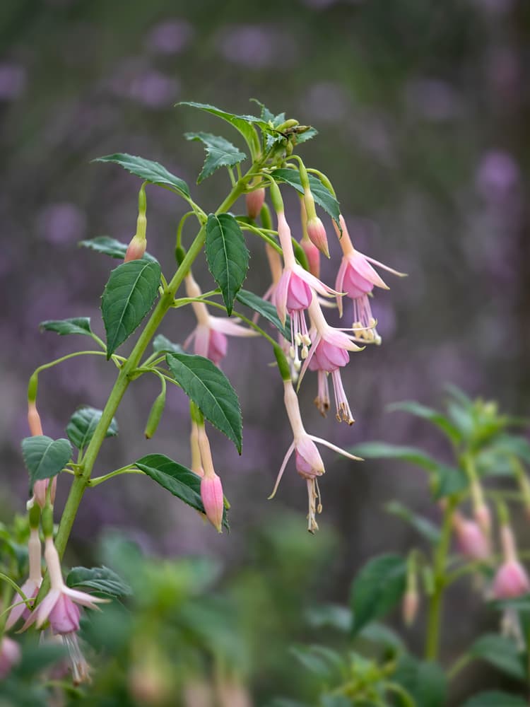 upright green stem and hanging pink flowers of F. 'Whiteknights Pearl’