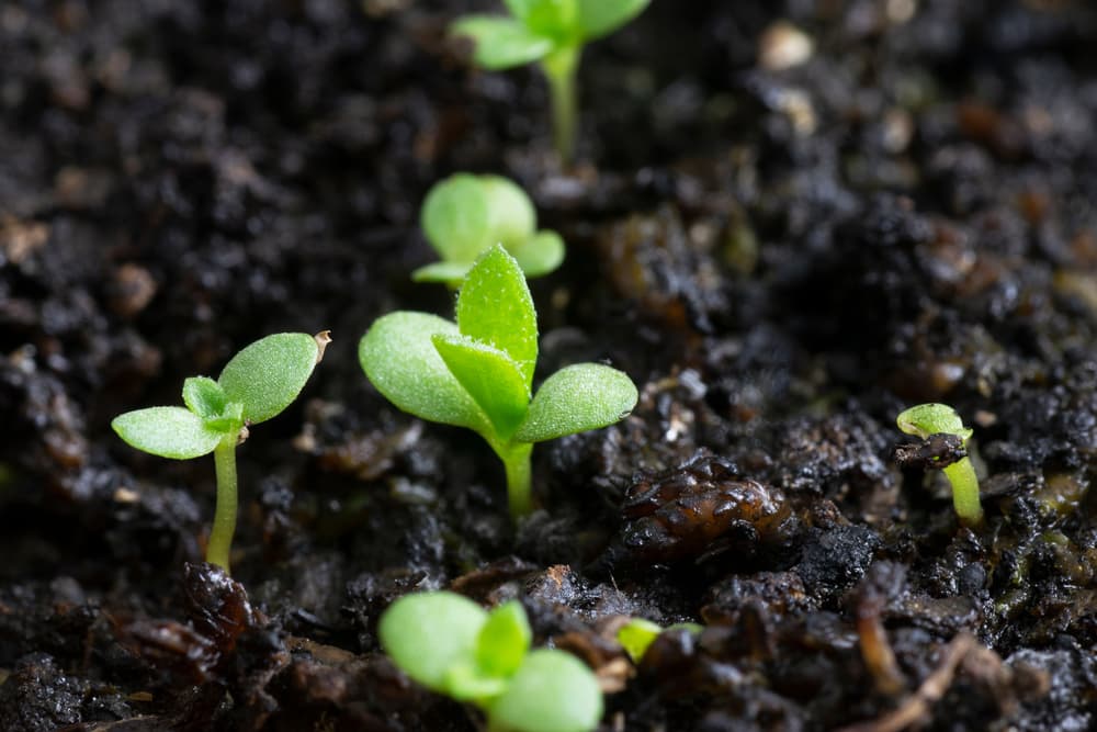 tarragon seedlings in moist soil