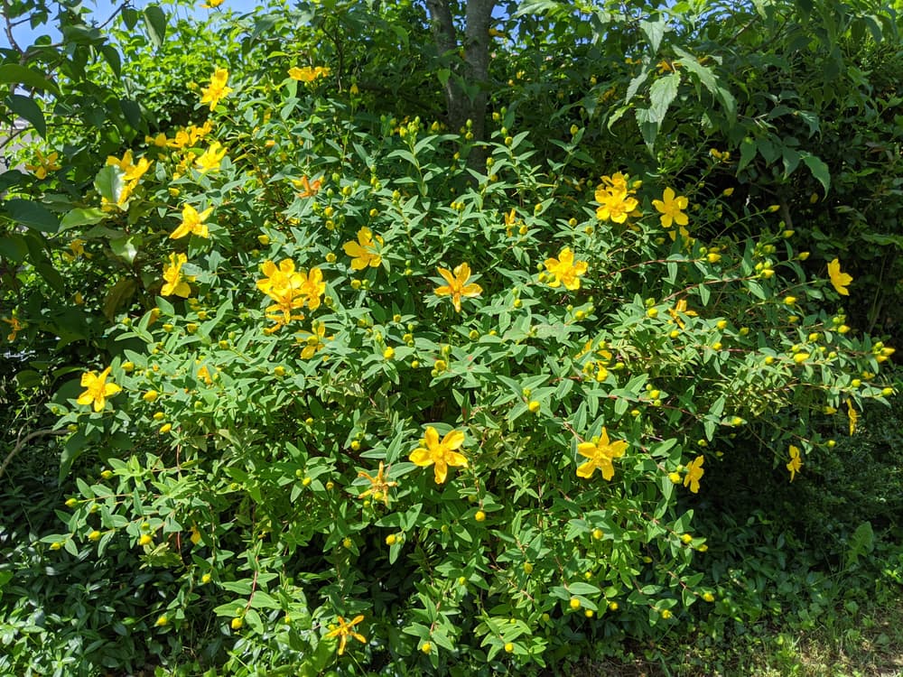 yellow flowering St. John's Wort shrub looking quite overgrown