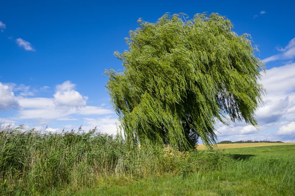 weeping willow tree in a field in front of a cloudy blue sky