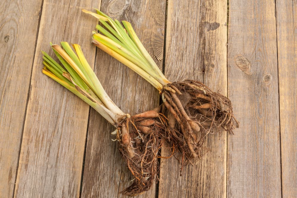 two daylily divisions sat on a timber surface