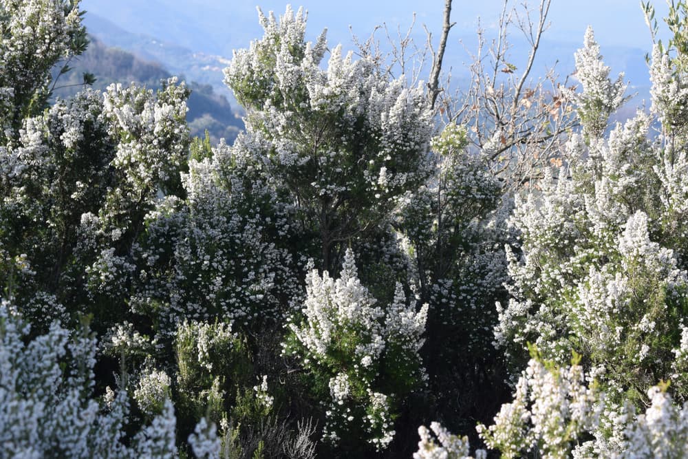 white flowering tree heather growing in a mountainous region