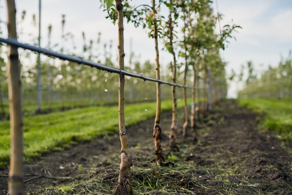 fruits trees planted in a line with a water irrigation system