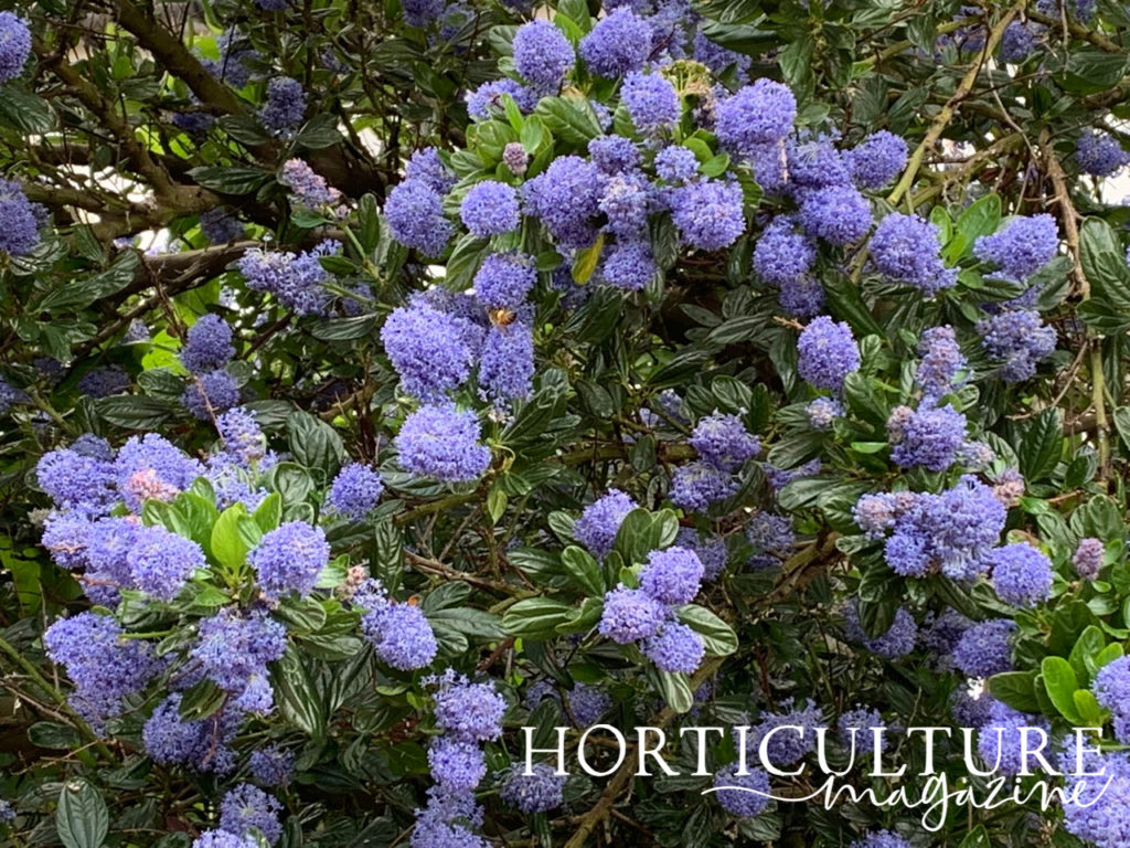 close view of the small green leaves and bushy blue flowers of a California Lilac tree