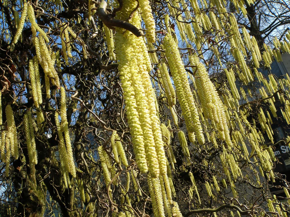 hanging yellow catkins on a Salix babylonica var. Pekinensis ‘Tortuosa’ tree
