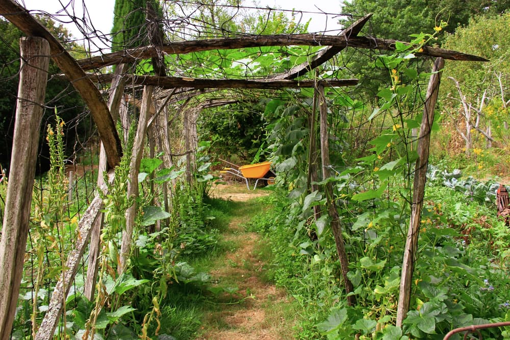 tunnel wood trellis with netting support for marrow plants growing outside