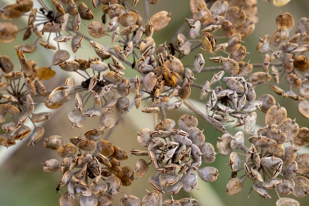 dried parsnip seeds on the spent umbels of an old plant