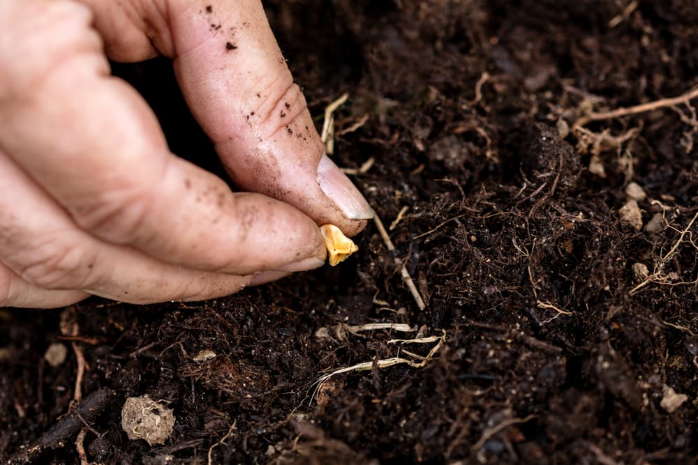 corn kernel being planted into garden soil
