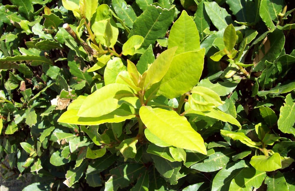 light yellow leaves of Laurus nobilis in the garden