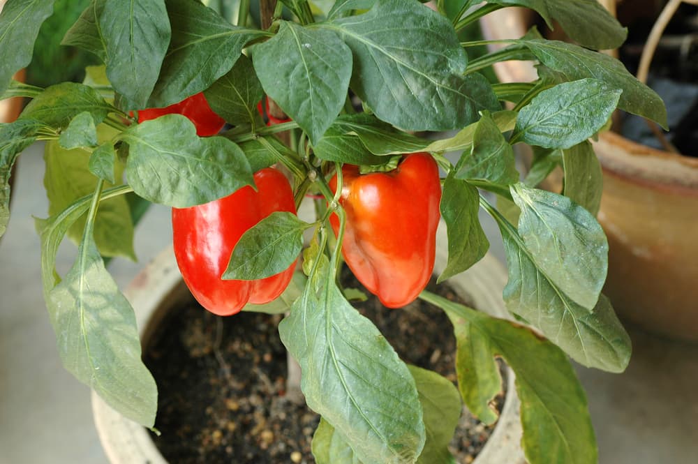 red peppers growing from the stem of a plant growing in a stone container