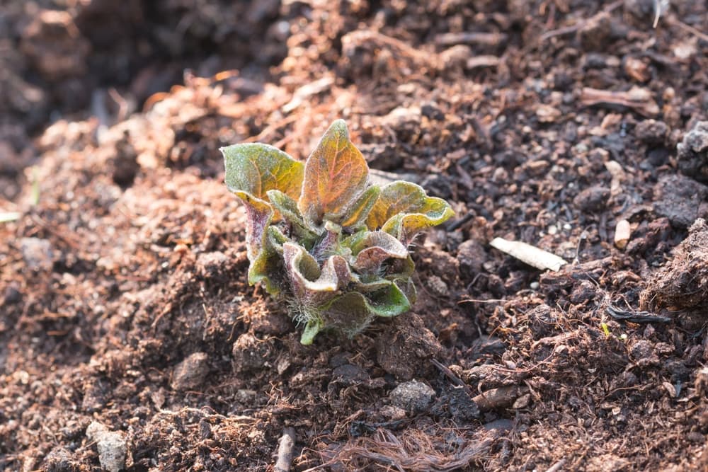 young desiree beginning to bear leaves on the ground of an allotment
