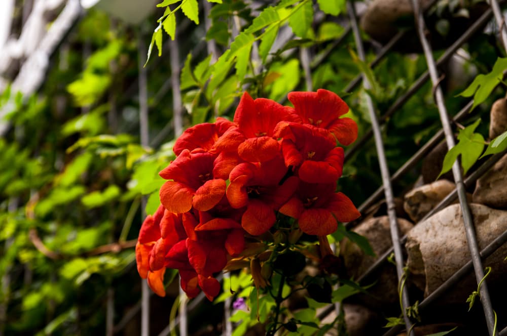 red flowers of trumpet vines growing out from a black wire trellis screen