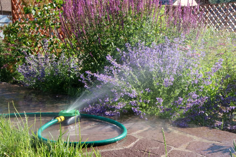 sprinkler system spraying water on flowering catmint and salvia plants in a herbaceous border