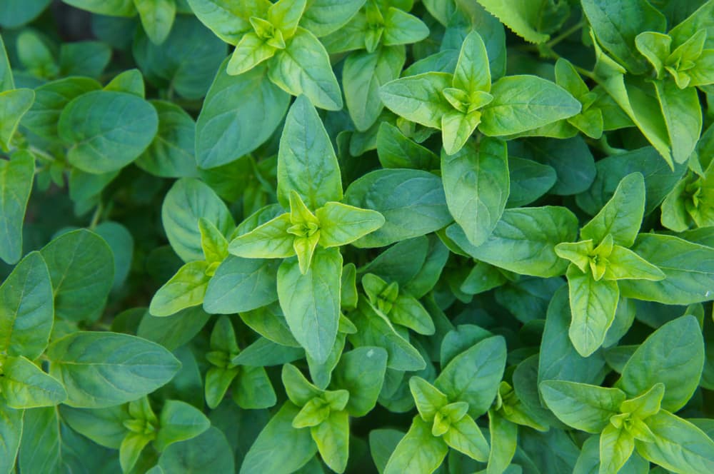 close view of Origanum vulgare compactum leaves