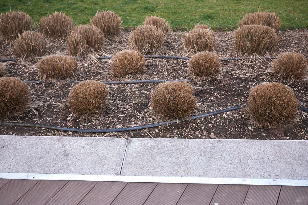 many Cortaderia selloana plants pruned right back to the ground in preparation for winter
