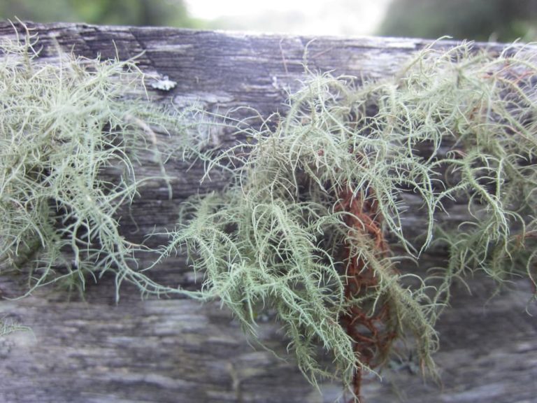 Tillandsia Usneoides 'Spanish Moss' Plant Care Horticulture