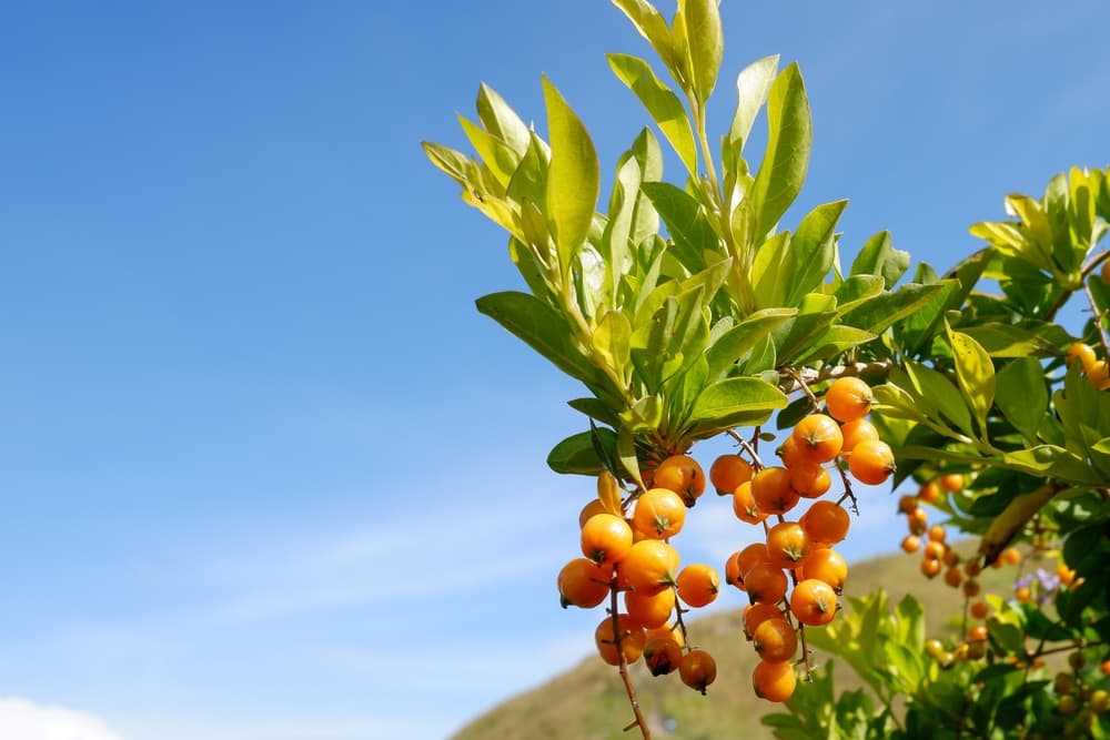 small, bright orange berries and lush green foliage of Pyracantha 'Golden Charmer' against a beautiful blue sky