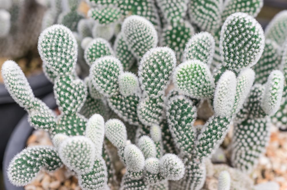 large bunny ears cactus growing in a plastic pot