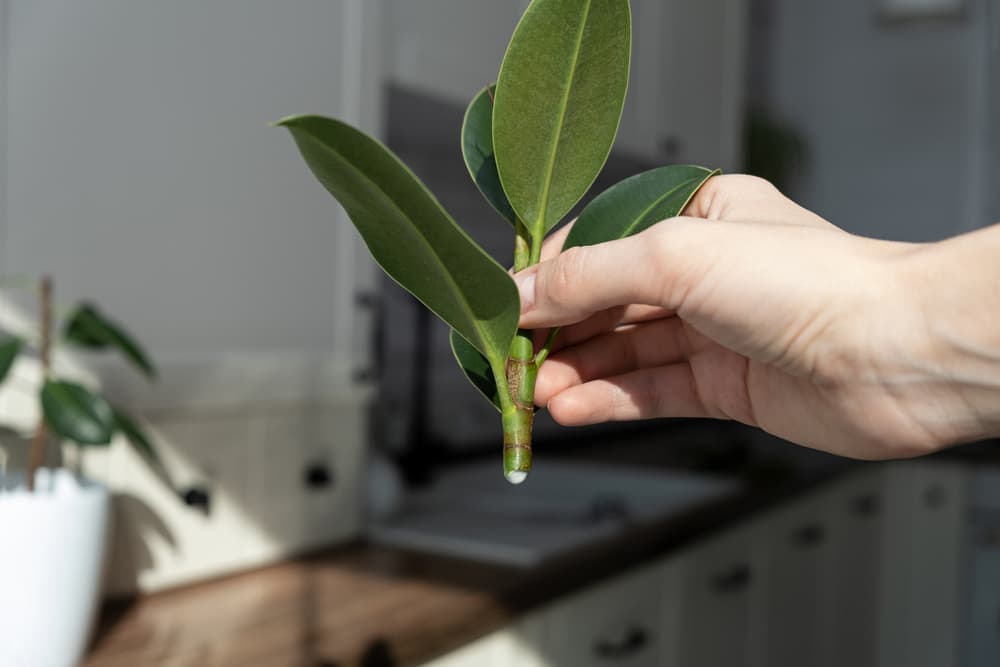 hand holding a Ficus elastica cutting