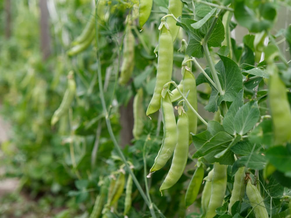 unripened Pisum sativum pods hanging from their branches