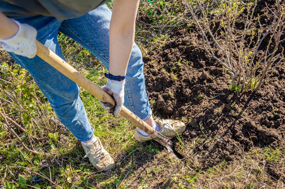 gardener shown digging around in the soil of a mature blackcurrant bush