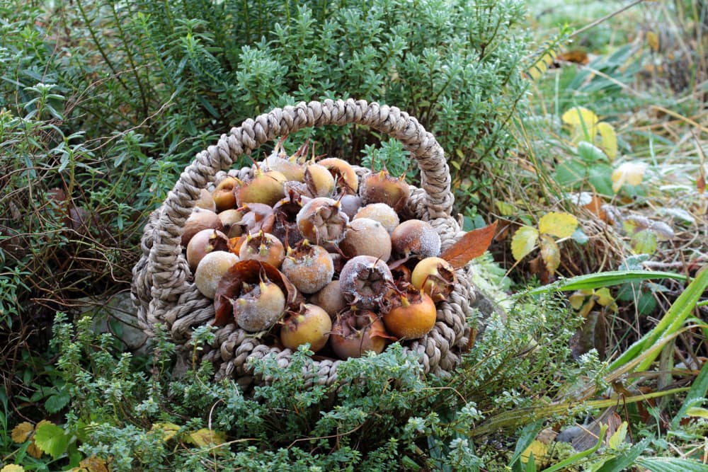 freshly harvested medlar fruits sat in a wicker basket outdoors