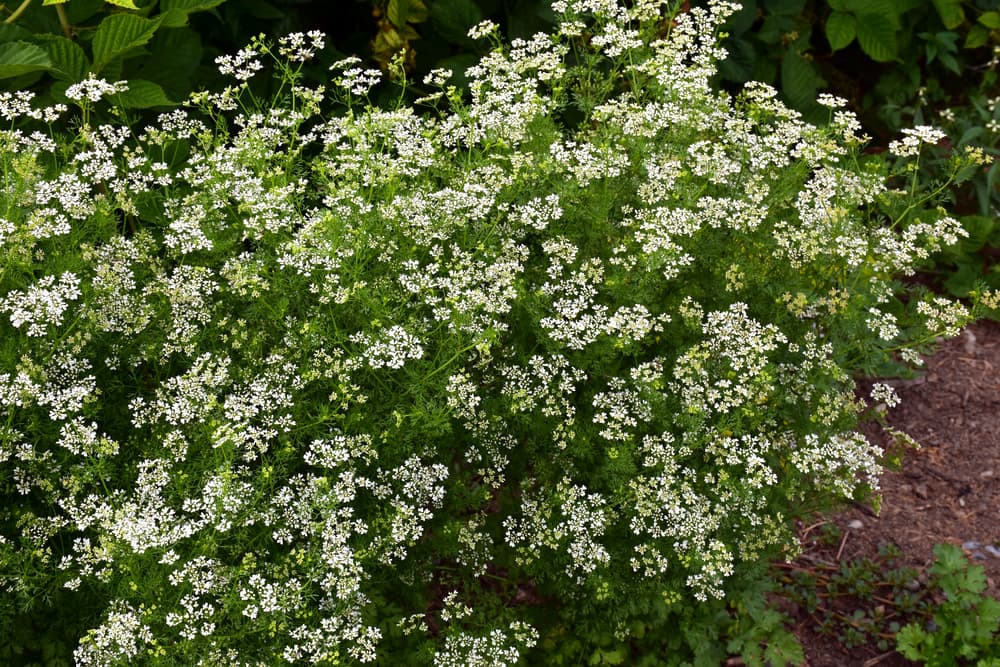 bolting Coriandrum sativum with white flowers