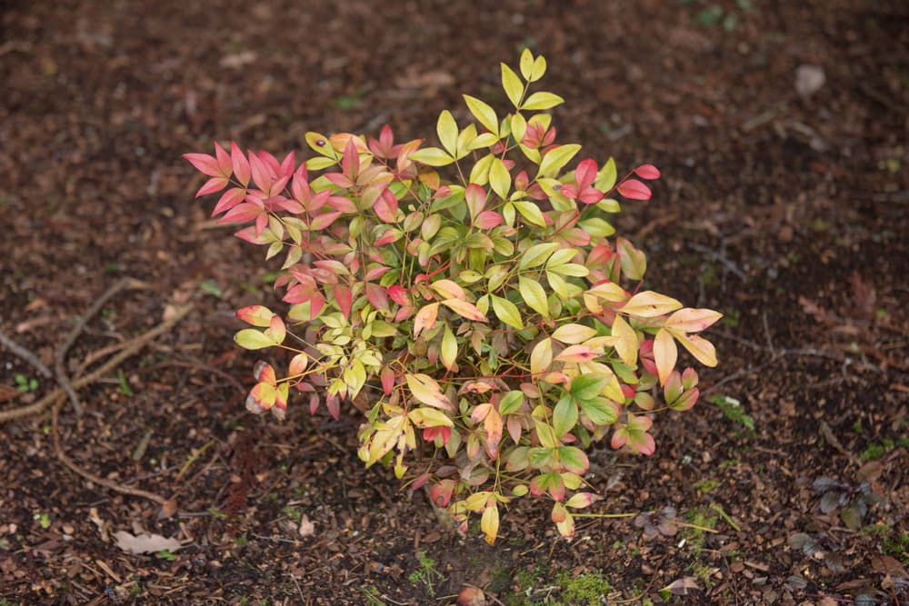 young sacred bamboo bush with small red and green leaves