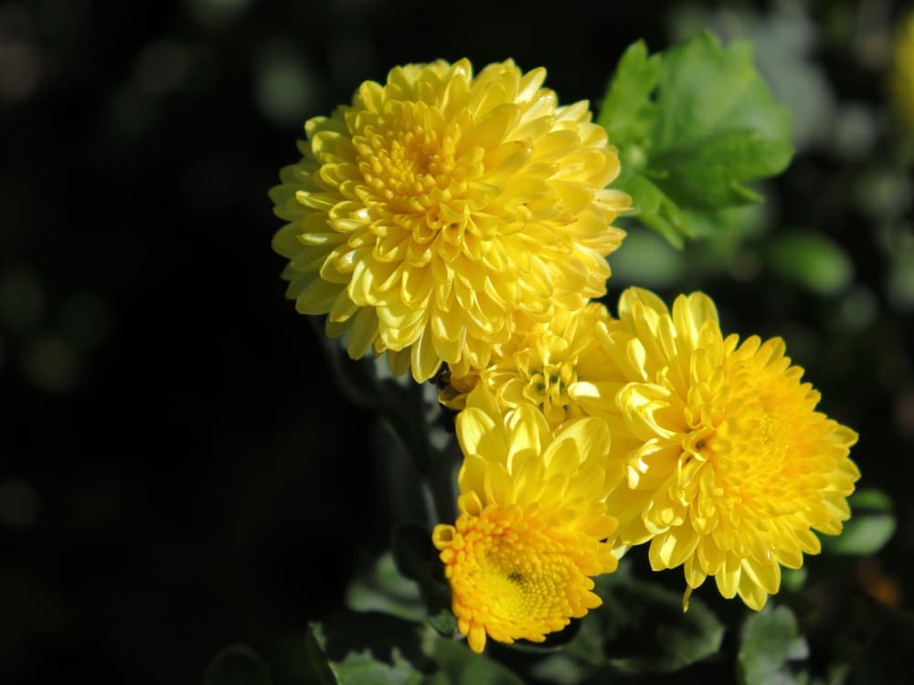 Yellow garden Chrysanthemums glistening in the sunlight