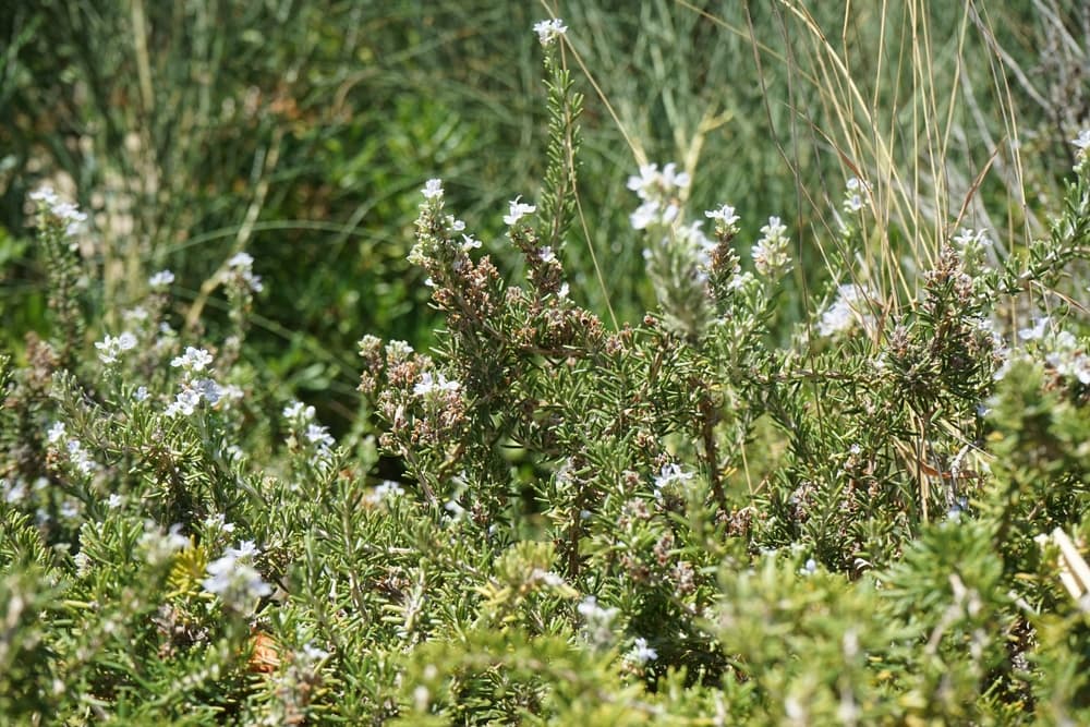 tall growing Salvia rosmarinus