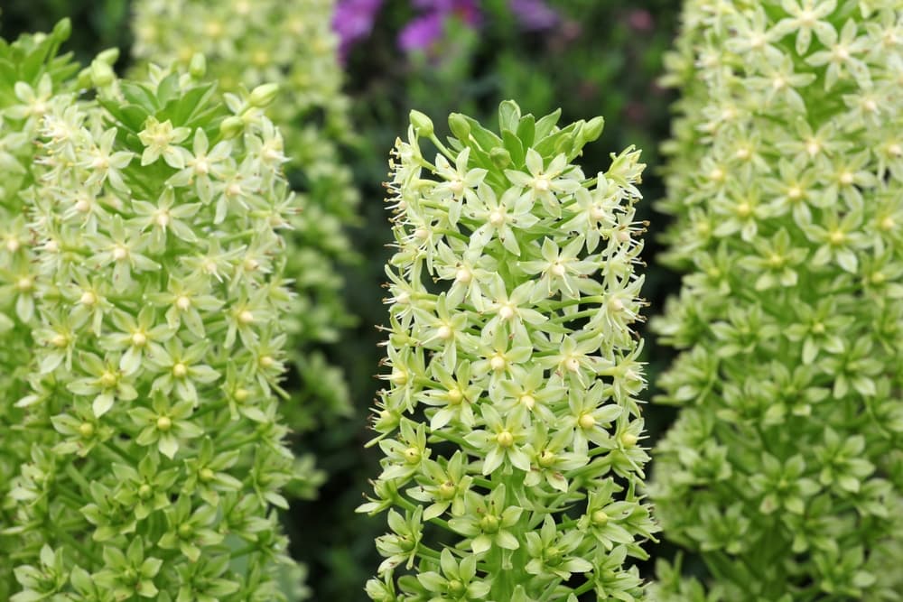 flowers of the Giant Pineapple Lily in bloom